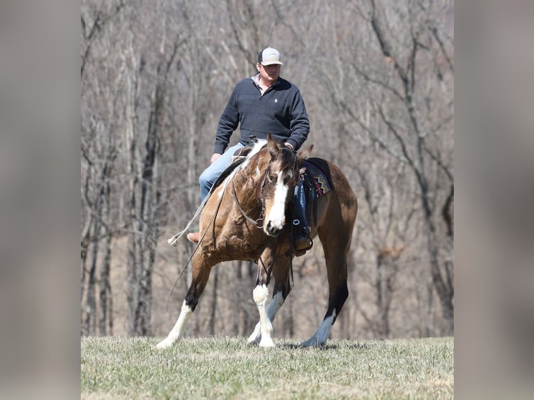 American Paint Horse Hongre 11 Ans 155 cm Buckskin in Brodhead, KY