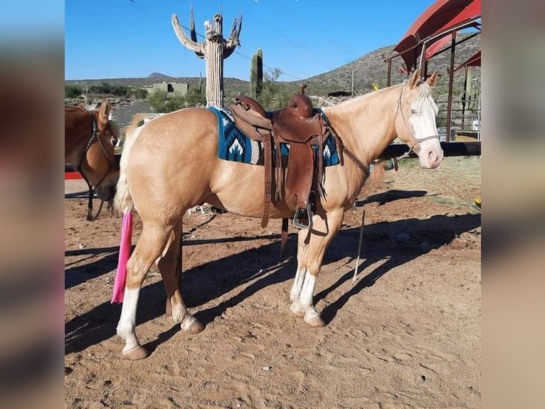 American Paint Horse Hongre 11 Ans 155 cm Palomino in Cave Creek, AZ