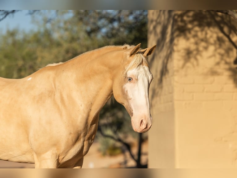 American Paint Horse Hongre 11 Ans 155 cm Palomino in Cave Creek, AZ