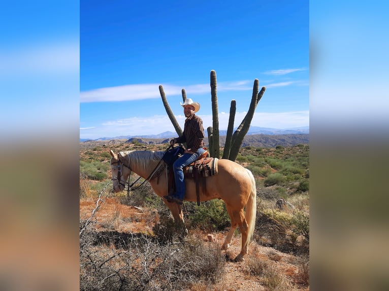 American Paint Horse Hongre 11 Ans 155 cm Palomino in Cave Creek, AZ