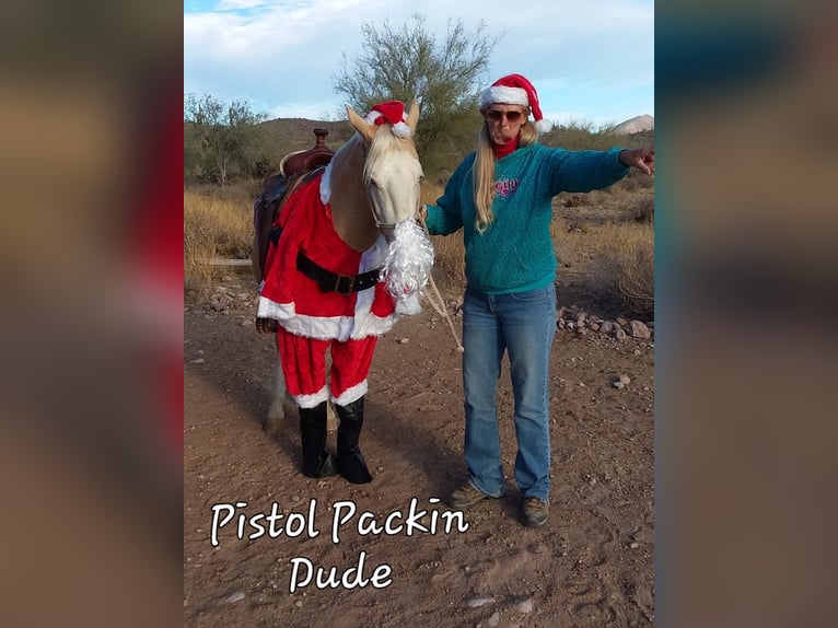 American Paint Horse Hongre 11 Ans 155 cm Palomino in Cave Creek, AZ