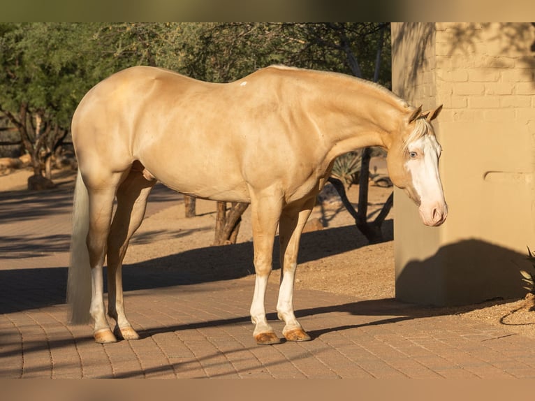 American Paint Horse Hongre 11 Ans 155 cm Palomino in Cave Creek, AZ
