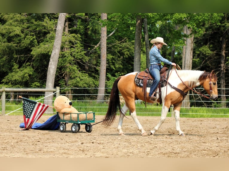 American Paint Horse Hongre 11 Ans 155 cm Pinto in Clarion