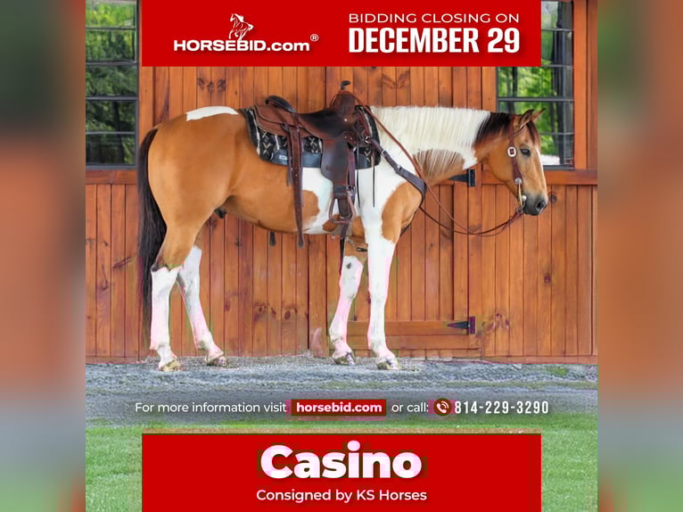 American Paint Horse Hongre 11 Ans 155 cm Pinto in Clarion