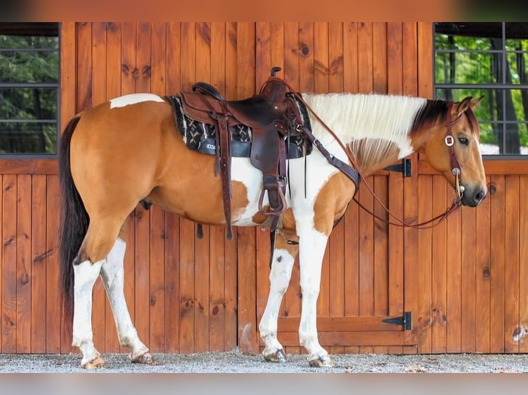 American Paint Horse Hongre 11 Ans 155 cm Pinto in Clarion