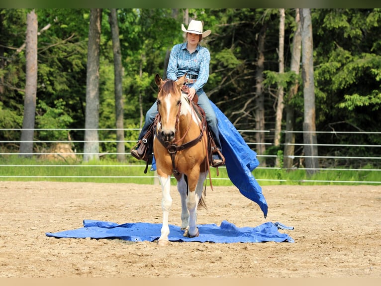American Paint Horse Hongre 11 Ans 155 cm Pinto in Clarion