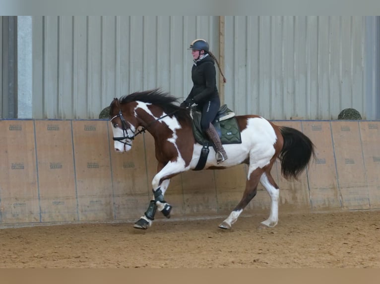 American Paint Horse Hongre 11 Ans 155 cm Pinto in Neustadt (Wied)
