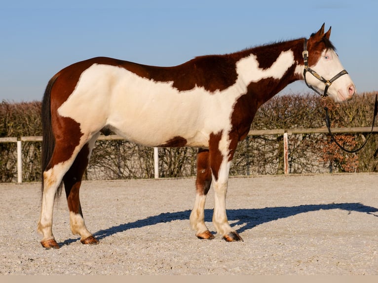 American Paint Horse Hongre 11 Ans 155 cm Pinto in Neustadt (Wied)