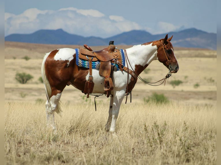 American Paint Horse Hongre 11 Ans 155 cm Tobiano-toutes couleurs in Nogales AZ