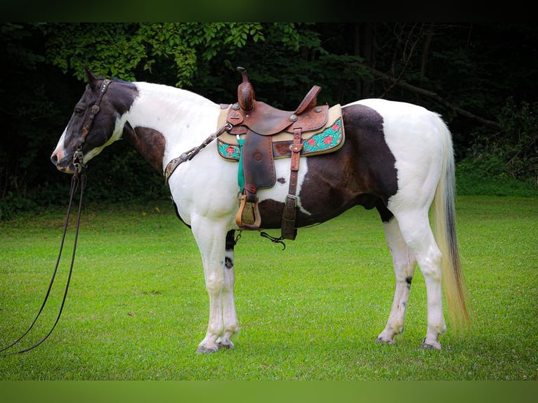 American Paint Horse Hongre 11 Ans 158 cm Tobiano-toutes couleurs in Nienburg (Weser)
