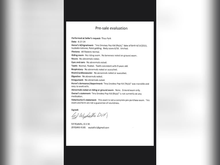 American Paint Horse Hongre 11 Ans 163 cm Buckskin in Fort Collins CO