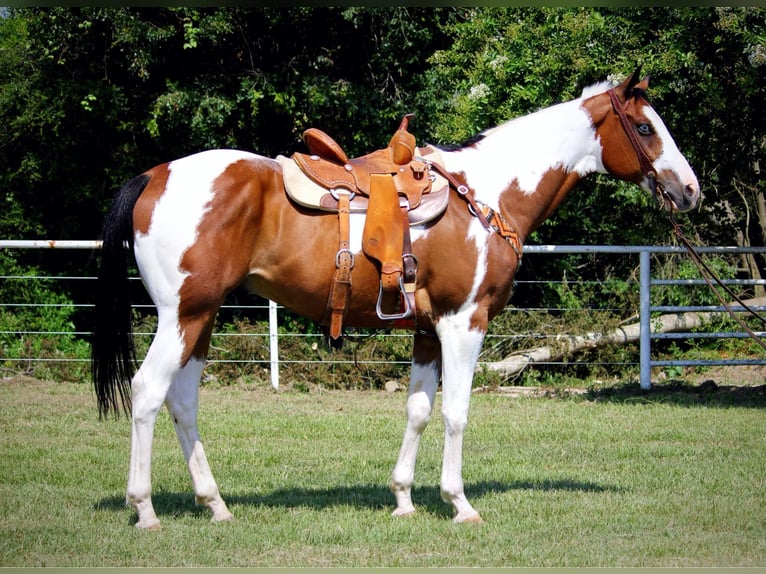 American Paint Horse Hongre 11 Ans 163 cm Tobiano-toutes couleurs in Grapeland TX