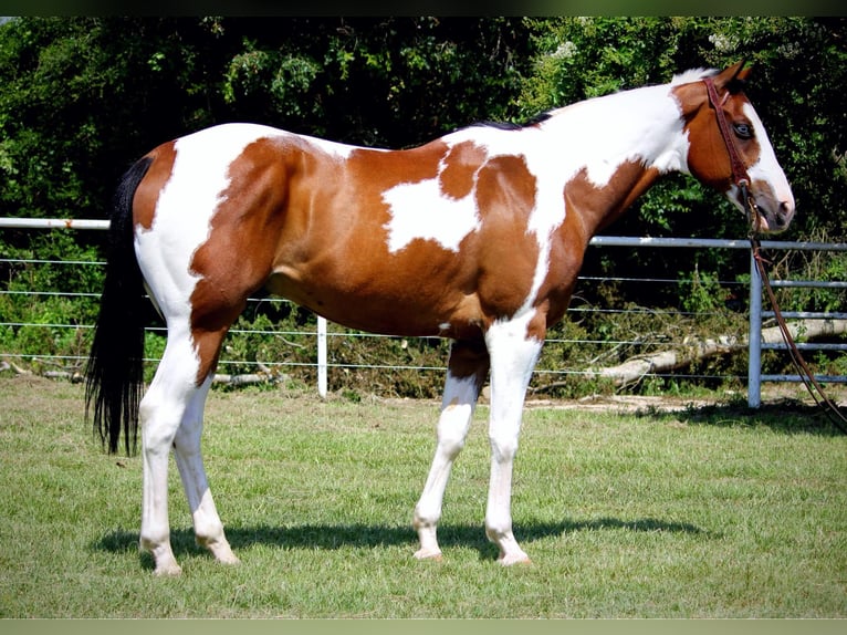 American Paint Horse Hongre 11 Ans 163 cm Tobiano-toutes couleurs in Grapeland TX
