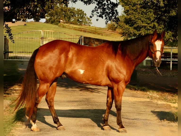 American Paint Horse Hongre 11 Ans 168 cm Bai cerise in Weatherford