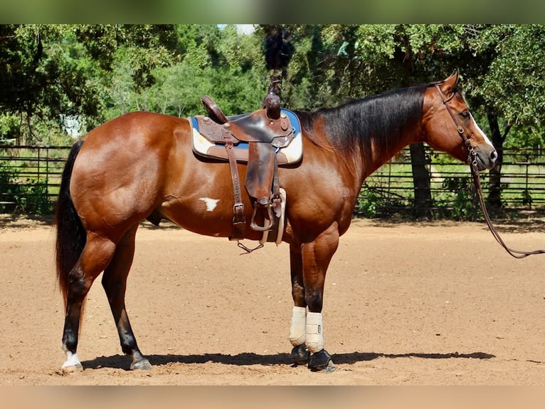 American Paint Horse Hongre 11 Ans 168 cm Bai cerise in Weatherford