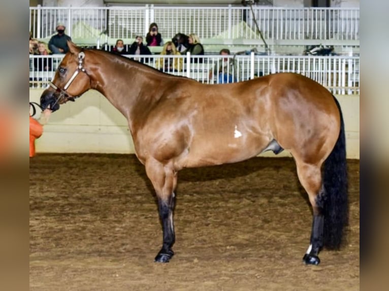 American Paint Horse Hongre 11 Ans 168 cm Bai cerise in Weatherford
