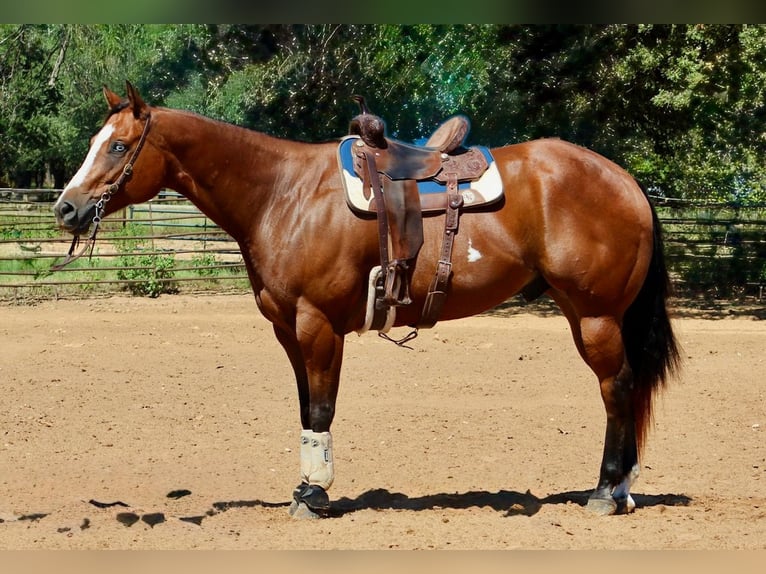 American Paint Horse Hongre 11 Ans 168 cm Bai cerise in Weatherford