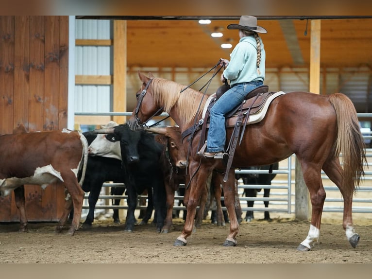 American Paint Horse Hongre 11 Ans Alezan cuivré in Clarion