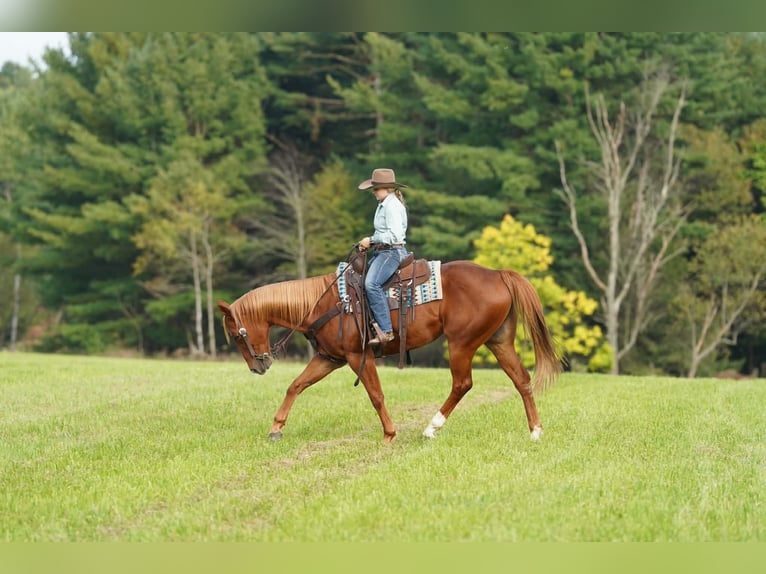 American Paint Horse Hongre 11 Ans Alezan cuivré in Clarion