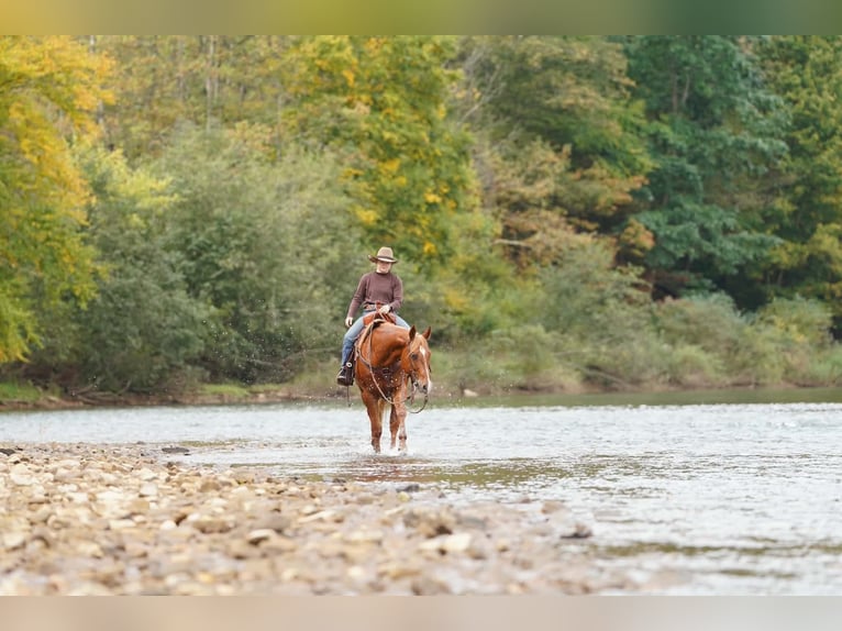 American Paint Horse Hongre 11 Ans Alezan cuivré in Clarion