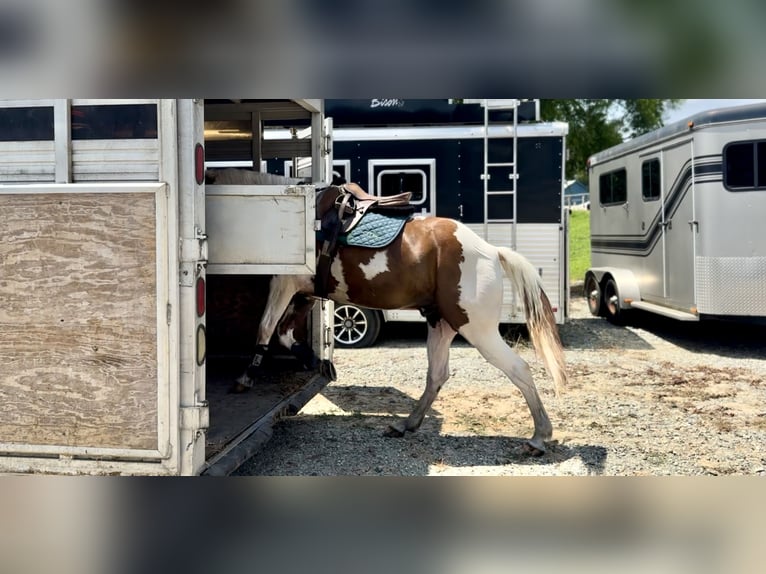 American Paint Horse Hongre 11 Ans Pinto in Gap