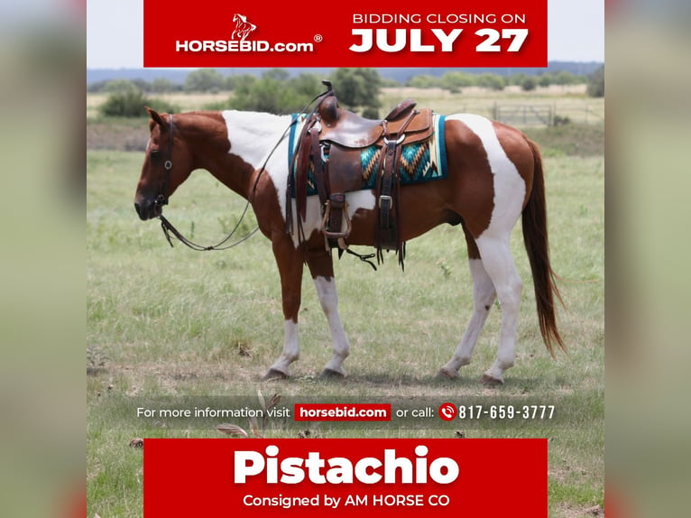 American Paint Horse Hongre 11 Ans Pinto in Mineral Wells