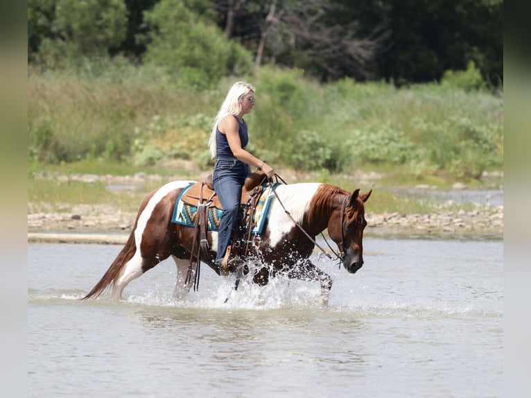 American Paint Horse Hongre 11 Ans Pinto in Mineral Wells