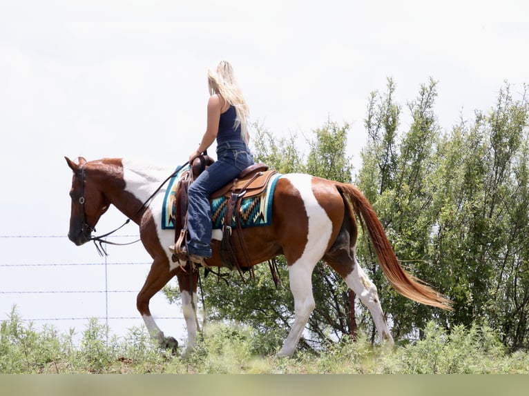 American Paint Horse Hongre 11 Ans Pinto in Mineral Wells