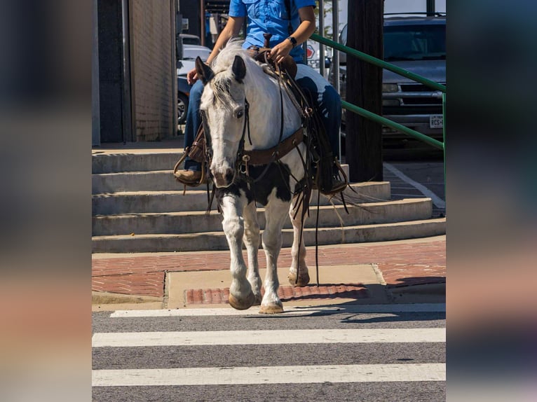 American Paint Horse Hongre 12 Ans 132 cm Tobiano-toutes couleurs in Canton TX