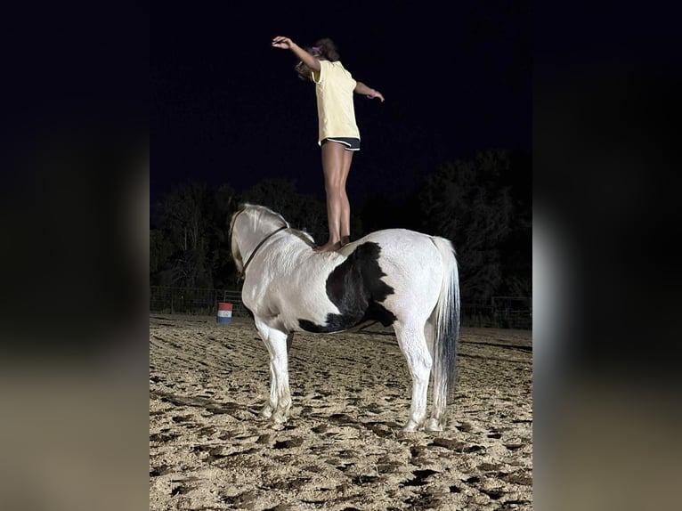 American Paint Horse Hongre 12 Ans 132 cm Tobiano-toutes couleurs in Canton TX