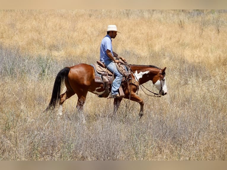 American Paint Horse Hongre 12 Ans 147 cm Overo-toutes couleurs in Paicines CA
