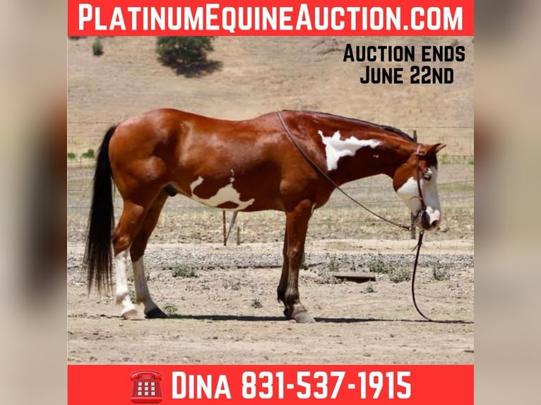 American Paint Horse Hongre 12 Ans 147 cm Overo-toutes couleurs in Paicines CA