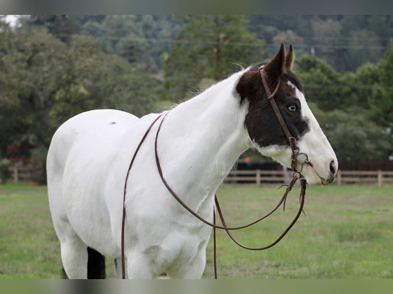 American Paint Horse Hongre 12 Ans 147 cm Tobiano-toutes couleurs in Bitterwater CA