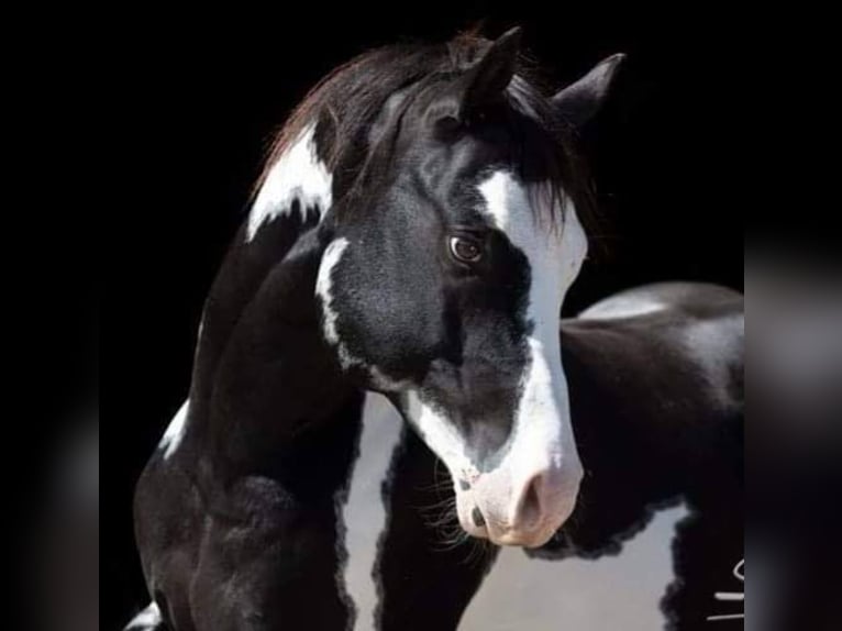 American Paint Horse Hongre 12 Ans 150 cm Overo-toutes couleurs in Kleinwallstadt