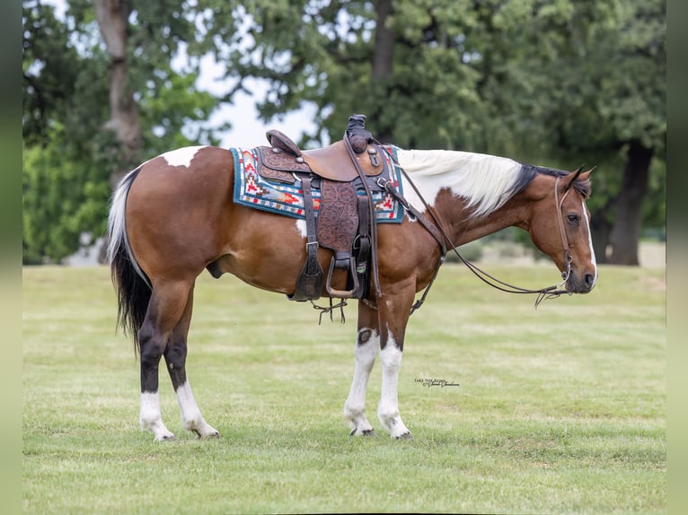 American Paint Horse Hongre 12 Ans 152 cm Pinto in Madill