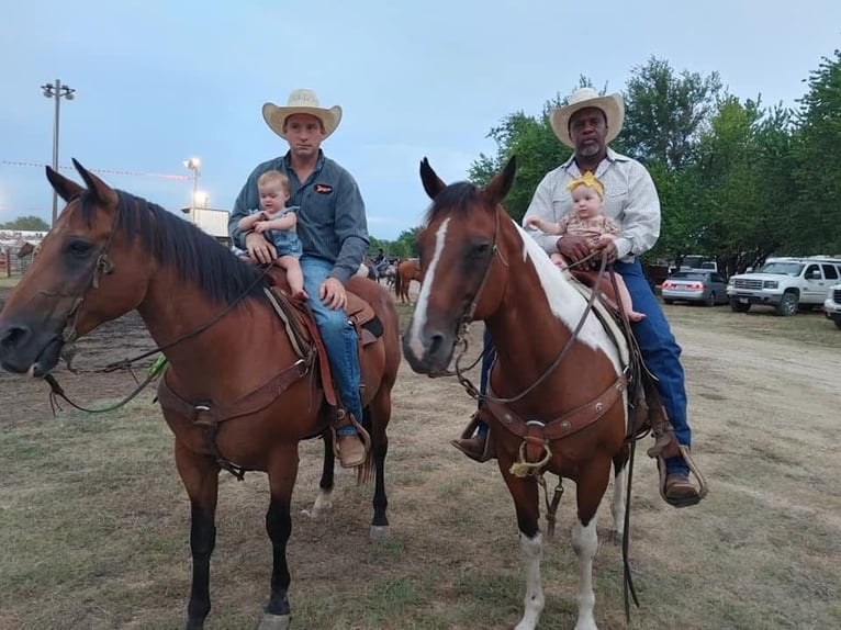 American Paint Horse Hongre 12 Ans 152 cm Pinto in Madill