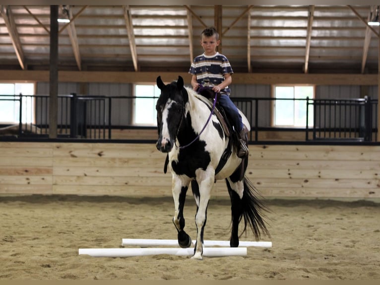 American Paint Horse Hongre 12 Ans 152 cm Pinto in Clarion