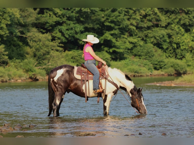 American Paint Horse Hongre 12 Ans 152 cm Pinto in Clarion