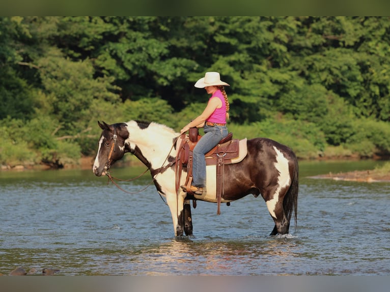 American Paint Horse Hongre 12 Ans 152 cm Pinto in Clarion
