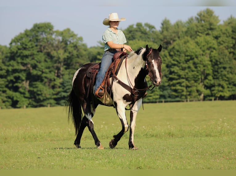 American Paint Horse Hongre 12 Ans 152 cm Pinto in Clarion