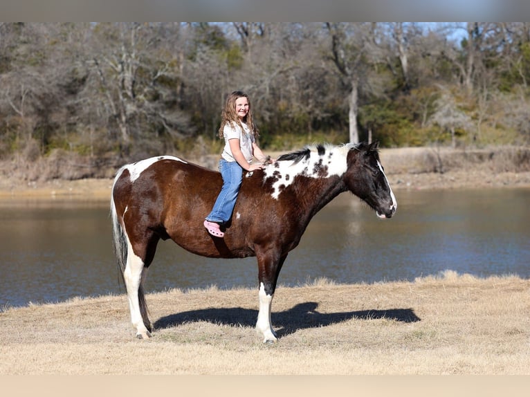 American Paint Horse Hongre 12 Ans 152 cm Pinto in Forney