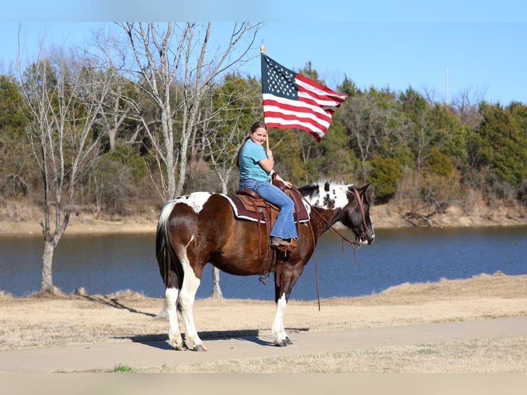American Paint Horse Hongre 12 Ans 152 cm Pinto in Forney