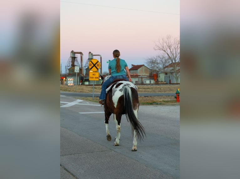 American Paint Horse Hongre 12 Ans 152 cm Pinto in Forney