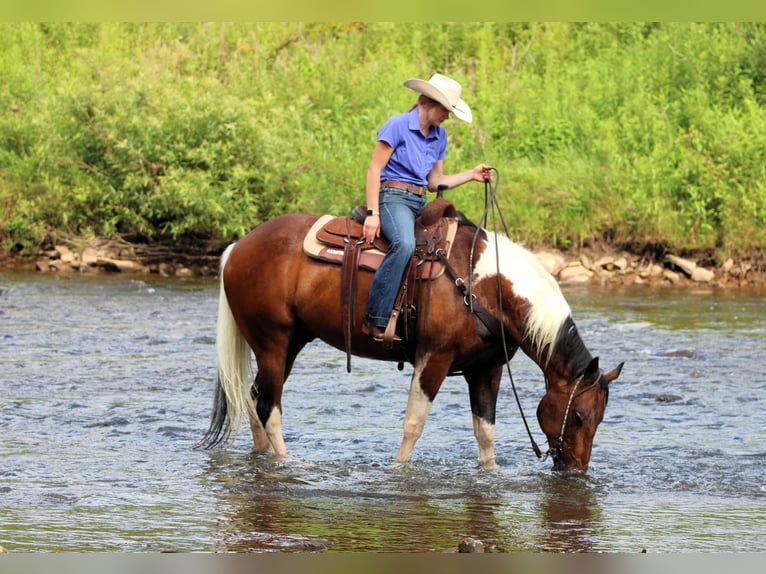 American Paint Horse Hongre 12 Ans 152 cm Pinto in Clarion