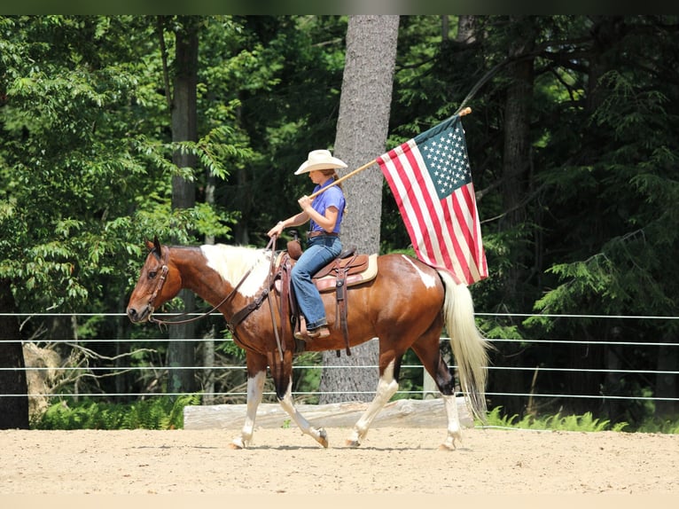 American Paint Horse Hongre 12 Ans 152 cm Pinto in Clarion