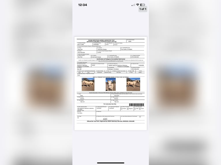 American Paint Horse Hongre 12 Ans 155 cm Palomino in Fort Collins