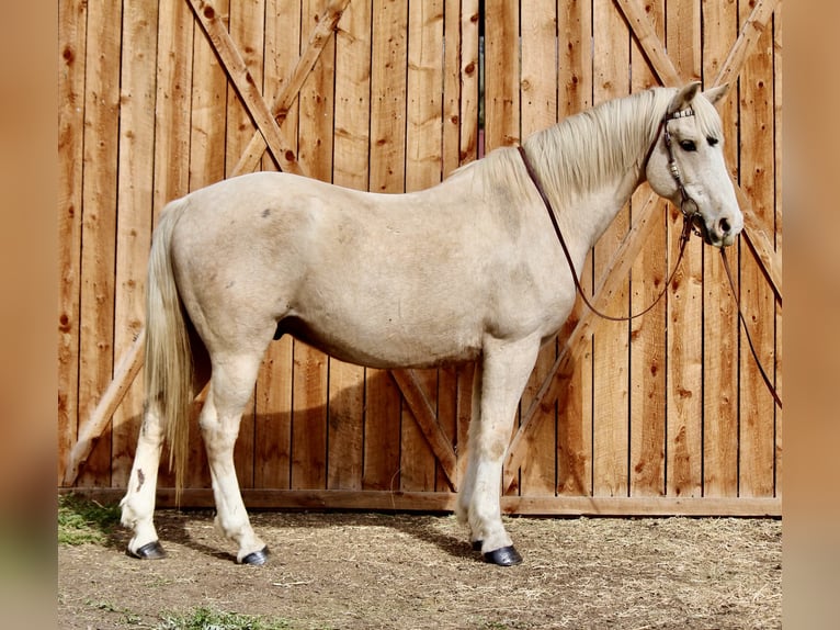 American Paint Horse Hongre 12 Ans 155 cm Palomino in Fort Collins