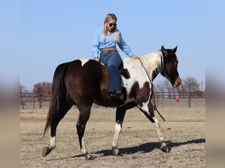 American Paint Horse Hongre 12 Ans 155 cm Pinto in Mineral Wells