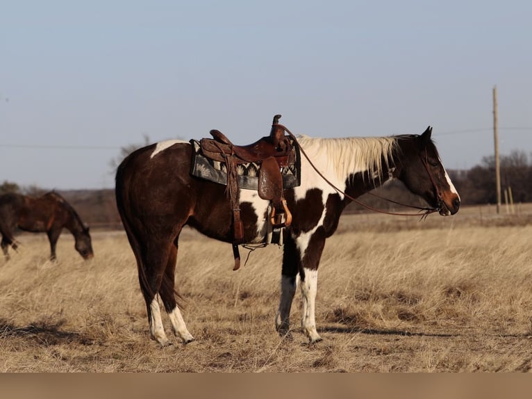 American Paint Horse Hongre 12 Ans 155 cm Pinto in Mineral Wells