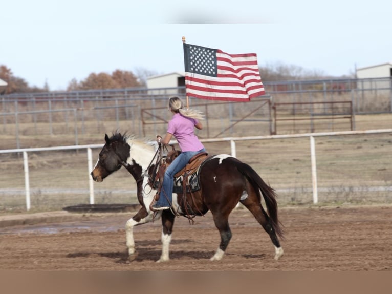American Paint Horse Hongre 12 Ans 155 cm Pinto in Mineral Wells